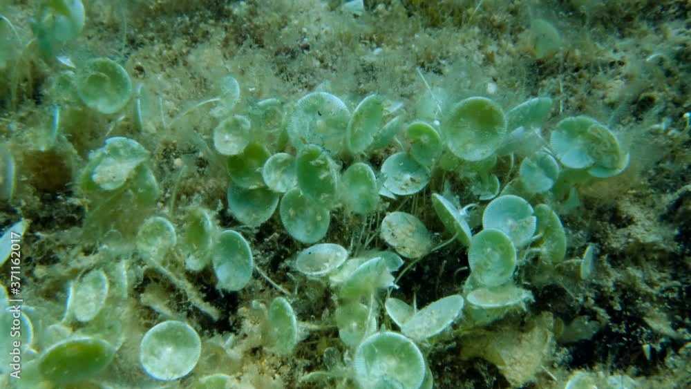 Closep-up on colony of unicellular green algae Mermaid's wine-glass or Mermaid's cup (Acetabularia acetabulum) Adriatic Sea, Montenegro, Europe Closep-up on colony of unicellular green algae Mermaid's wine-glass or Mermaid's cup (Acetabularia acetabulum) Adriatic Sea, Montenegro, Europe