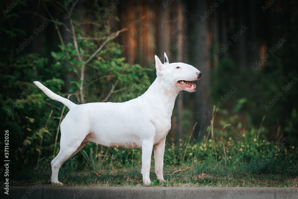 Fototapeta premium Bull terrier show dog posing outside. Red bullterrier male. Strong dog. 