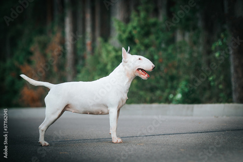 Bull terrier show dog posing outside. Red bullterrier male. Strong dog.  © Evelina
