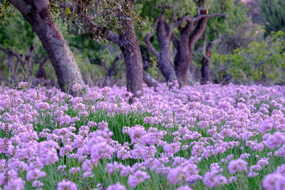 Obraz premium All de Bruixa en plena floracion, Allium roseum L., Sencelles, Mallorca, balearic islands, spain, europe