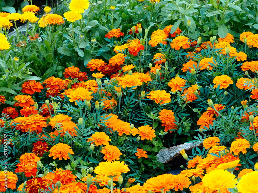 flower bed in the garden with yellow-orange flowers