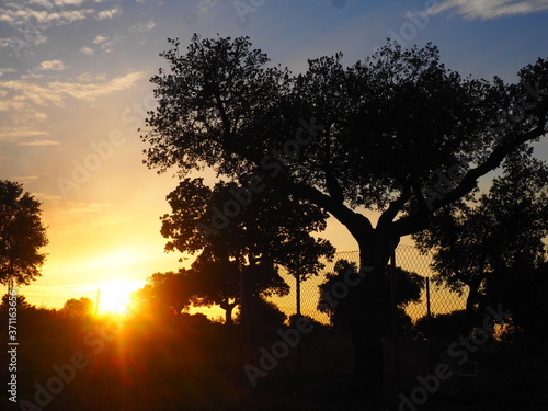 Yellow sunset in the countriside