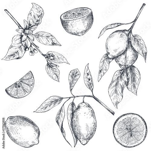 Vector collection of hand drawn fresh lemon tree branches, fruits and flowers.
