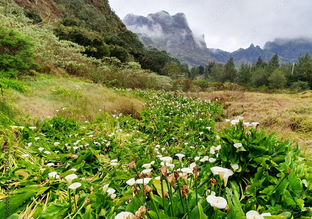 mountain landscape with flowers in Reunion Island
