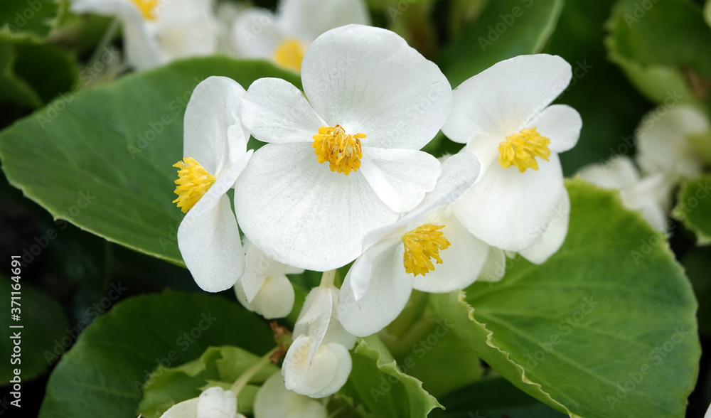 White and pink begonia flowers