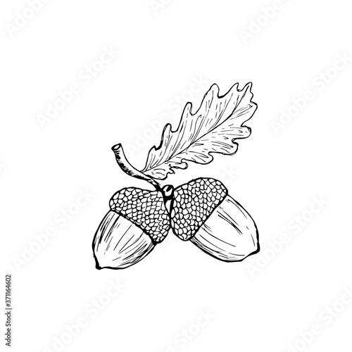 Vector oak leaf and acorn drawing set. Autumn elements. Hand drawn detailed botanical illustration. Vintage fall seasonal decor. Great for label, sign, icon, seasonal decor photo