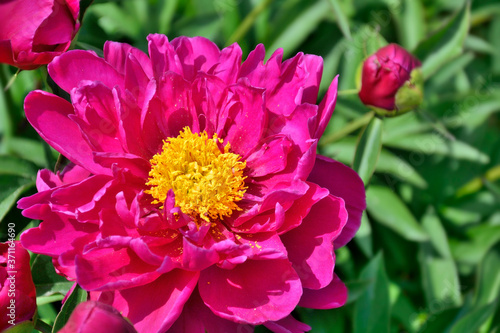 Beautiful pink Peony flower  Paeonia suffruticosa  close up with bud and green leaves on flowerbed in the garden. Beauty of nature  floriculture  gardening or landscaping concept