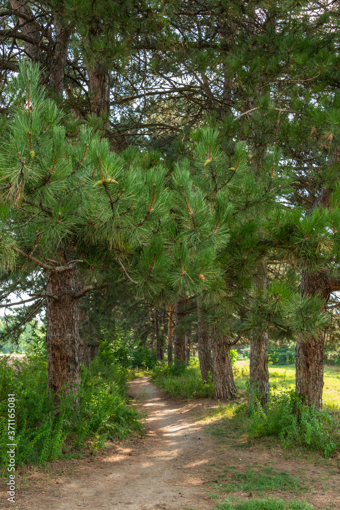 Fototapeta premium early summer hot morning - wide tropic in a pine alley
