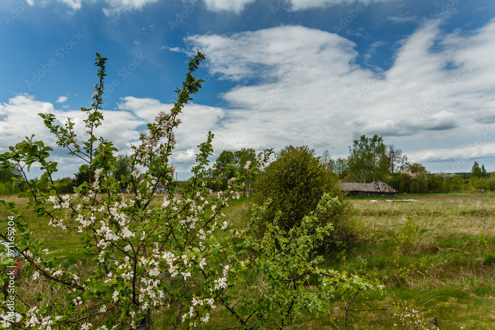 Fototapeta premium field of wildflowers