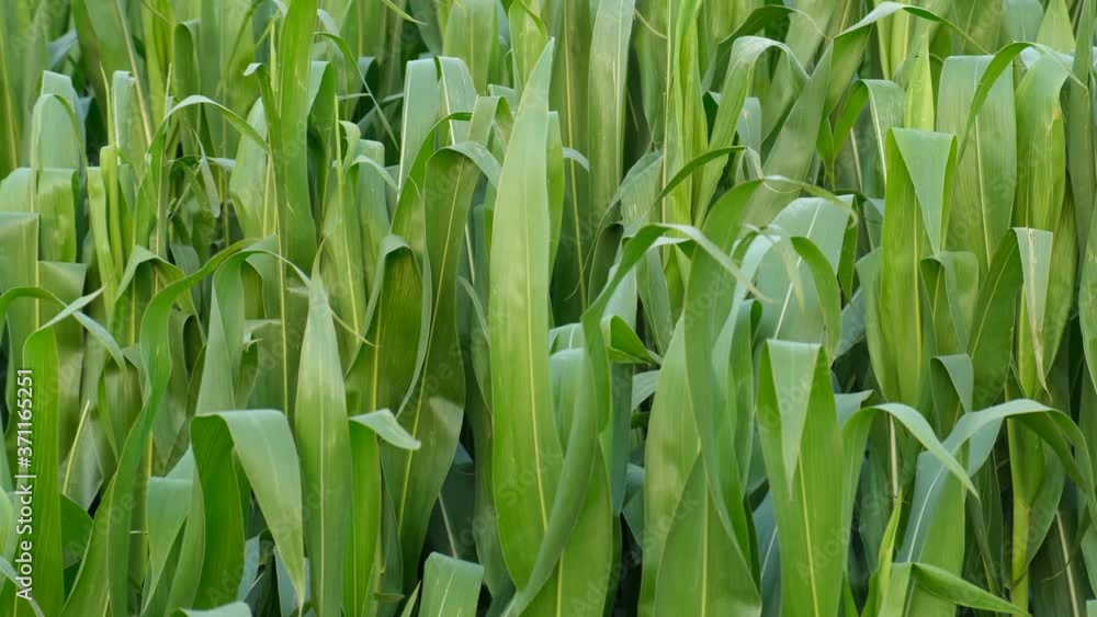 Green corn crops in field. Fresh, natural and organic food. Green corn crops in field. Fresh, natural and organic food.