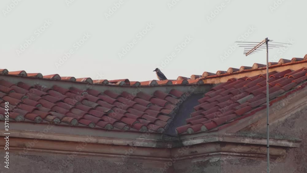 Crow is taking a rest on a city roof. Windy day Crow is taking a rest on a city roof. Windy day