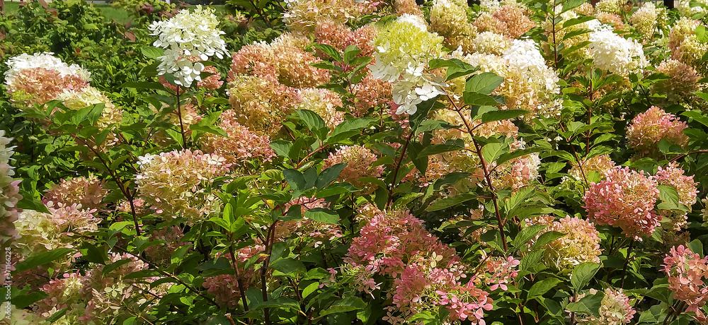 Fototapeta premium Flowers in the park