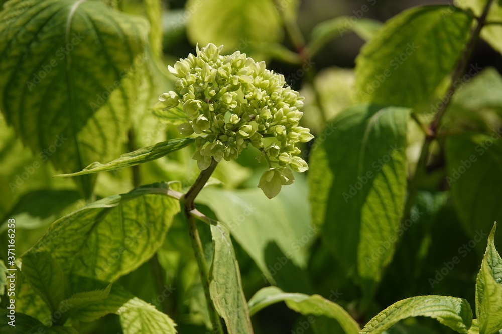 Hydrangea Flowers Hydrangea Flowers