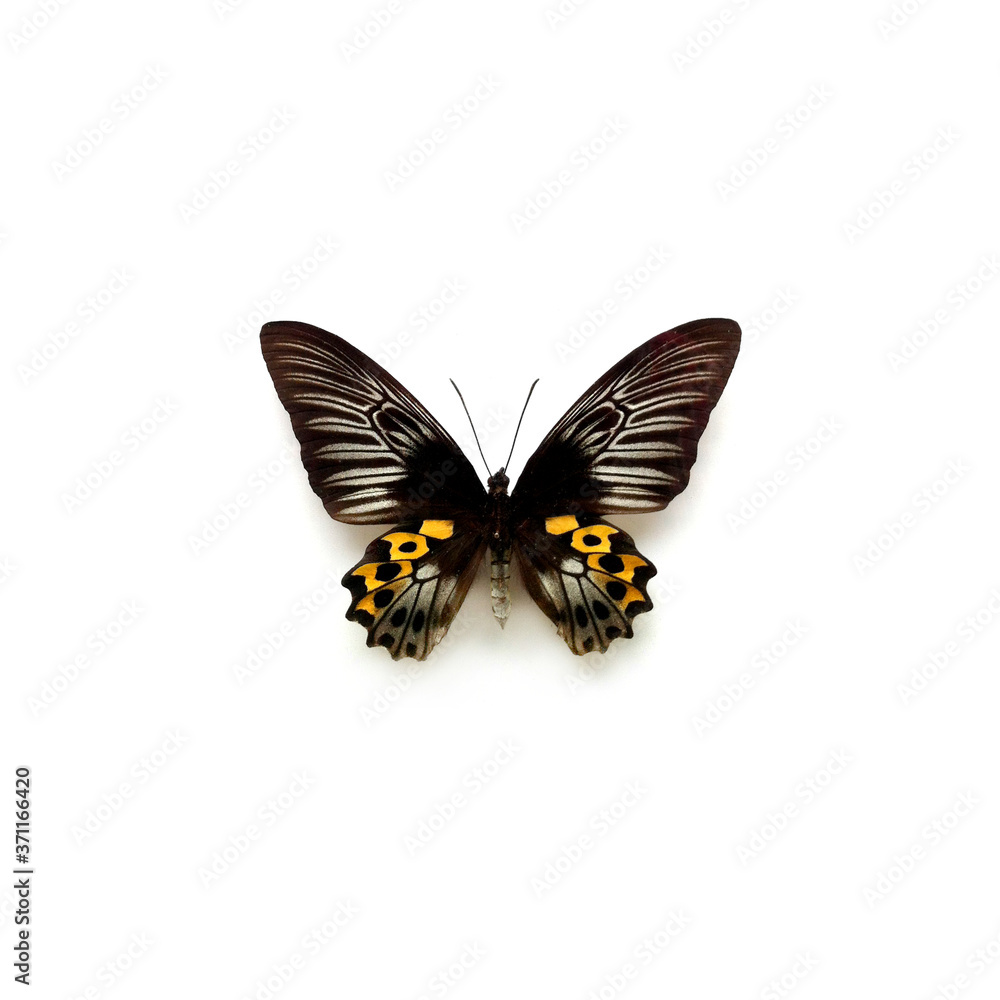 Butterfly Troides Hypolitus Female Butterfly Troides Hypolitus Female