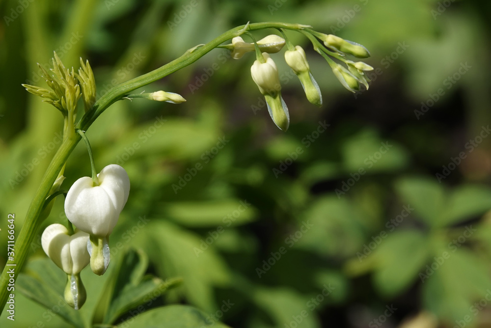 Dicenter with white flowers in the form of a heart Dicenter with white flowers in the form of a heart