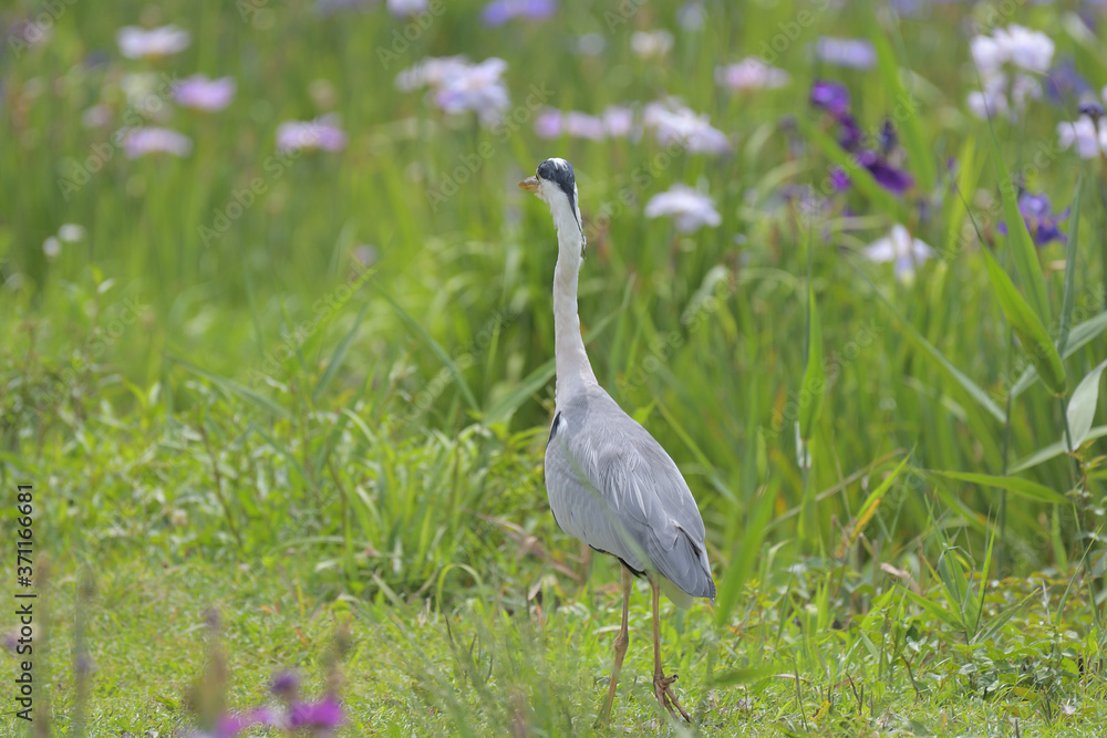 Fototapeta premium Wild birds on the waterside, blue heron
