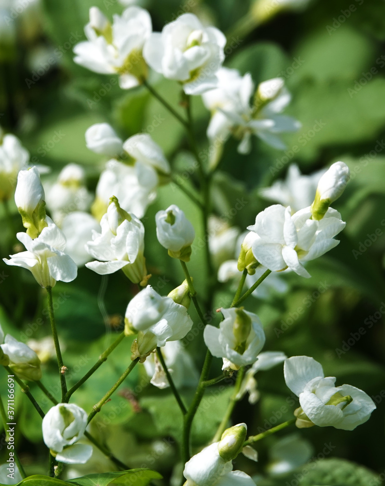 Jasmine flower Jasmine flower