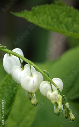 Dicenter with white flowers in the form of a heart photo