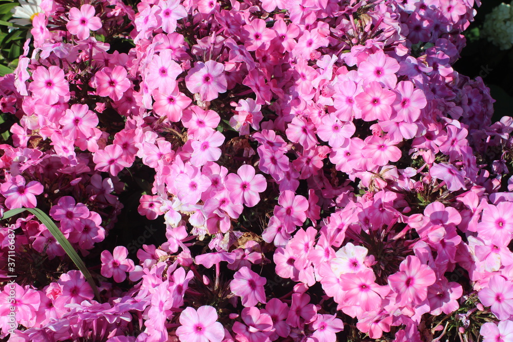 pink and white flowers pink and white flowers
