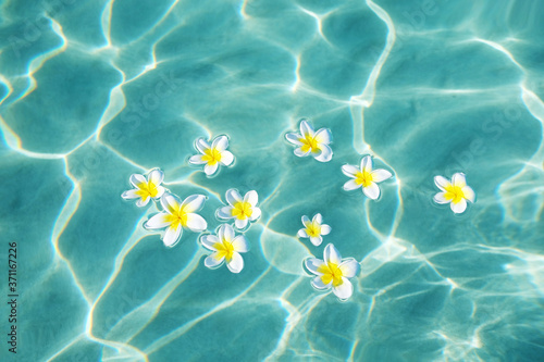 Plumeria flowers on blue sea water in sunny day
