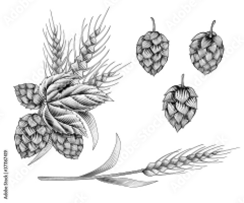Engraving style hops and wheat