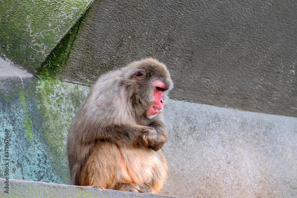 Japanese Macaque At The Artis Zoo Amsterdam The Netherlands 30-12-2019