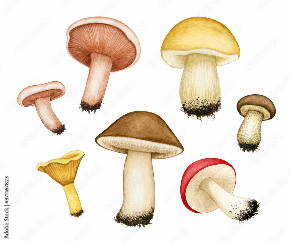 Set of watercolour different edible mushrooms. Porcini/Brown cap boletus, Russula/Lactarius, Chanterelle, Cep. Hand drawn elements isolated on white background for autumn design, menu, recipe, label. Set of watercolour different edible mushrooms. Porcini/Brown cap boletus, Russula/Lactarius, Chanterelle, Cep. Hand drawn elements isolated on white background for autumn design, menu, recipe, label.