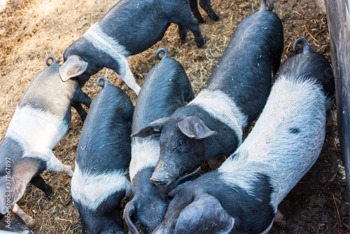 Aufzucht Angeler Sattelschweine auf dem Versuchsgut Lindhof der Universität Kiel photo