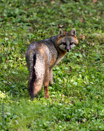 Gray fox animal stock photo. Image. Picture. Portrait.  Close-up profile view with a foliage foreground and background. Cute animal.