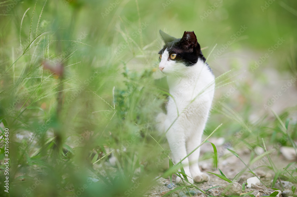芝生の上の白黒猫の横向き
