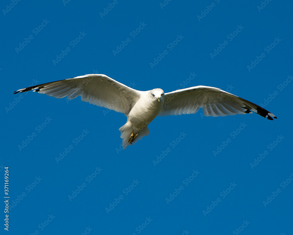 Seagull Stock Photo. Seagull flying with a blue sky displaying spread wings, white feather plumage, body, head, beak, eye, feet. Seagull Stock Photo. Seagull flying with a blue sky displaying spread wings, white feather plumage, body, head, beak, eye, feet.