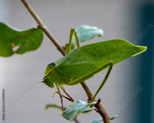 Katydid Insect Stock Photos.  Katydid insect on a branch tree with a blur background in its habitat and environment. Image. Picture. Portrait.