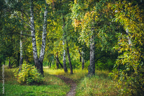 Scenic autumn forest landscape in golden morning light. Beautiful trees with orange foliage in sunny park. Yellow autumn leaves on footpath in sunlight. Idyllic forest scene. Colorful fall view.