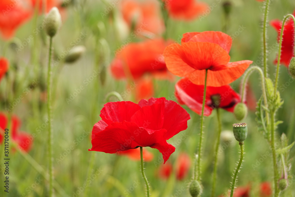 Fototapeta premium Poppy flower with red petals
