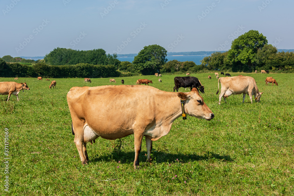 Jersey Milchrinder  auf der Weide des Versuchsgutes Lindhof  der Universität Kiel an der Eckernförder Bucht