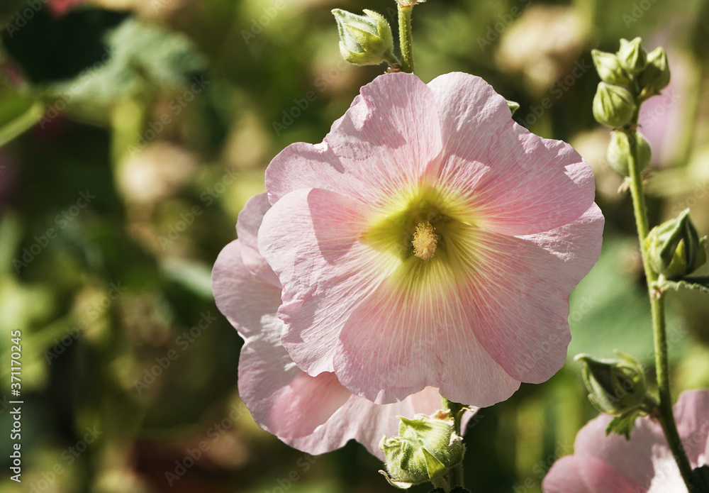 Obraz premium Mallow flower