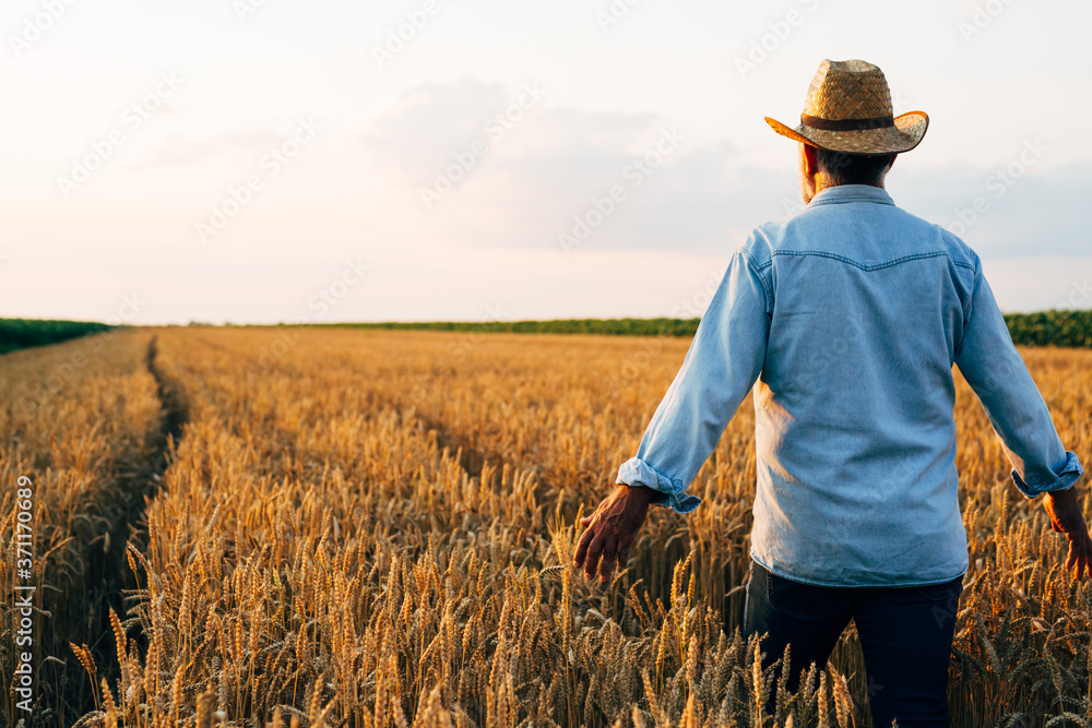farmer walking through wheat field