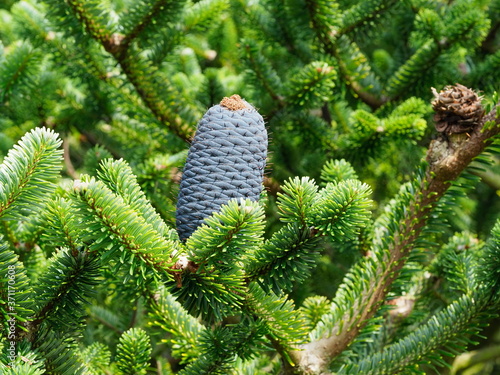 Blue pine cone abies forrestii var Georgei photo