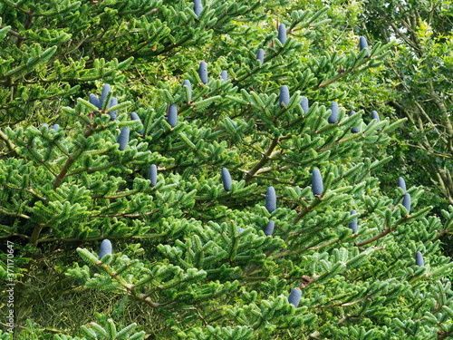 Blue pine cone abies forrestii var Georgei photo