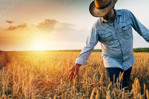 farmer walking through wheat field, sunset scene photo