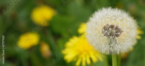 Flowers dandelions with seeds