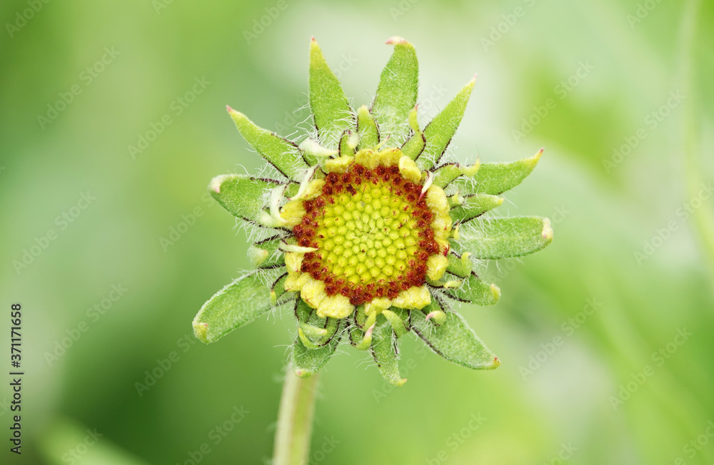 Flowers Sunflower - Helianthus annuus Flowers Sunflower - Helianthus annuus