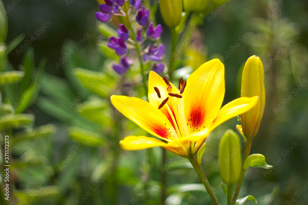 Beautiful orange lily (Lilium bulbiferum), close up in natural environment. Unfocused artistic frame, swirling bokeh. Selective focus. Beautiful orange lily (Lilium bulbiferum), close up in natural environment. Unfocused artistic frame, swirling bokeh. Selective focus.
