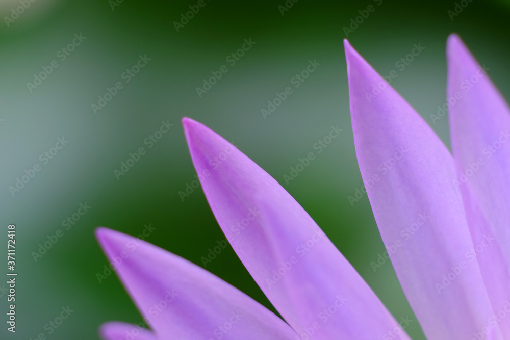 close up view purple petal of lotus