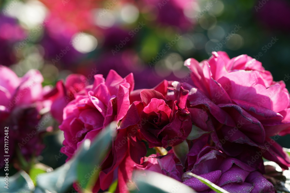 Light Purple Flower of Rose 'Intrigue' in Full Bloom
Light Purple Flower of Rose 'Intrigue' in Full Bloom