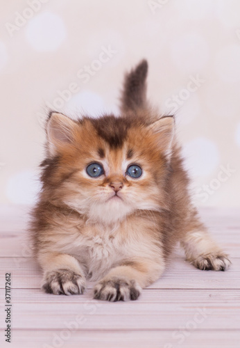 Konstfotografi kitten straight scottish highland
