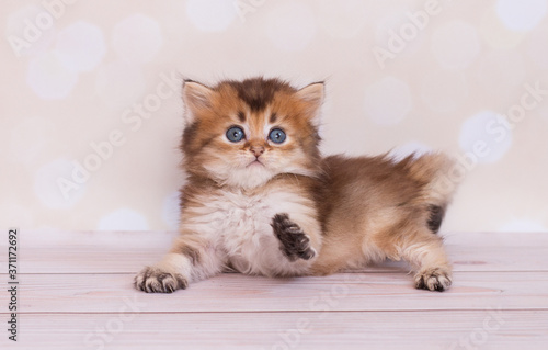 Obraz na plátně kitten straight scottish highland