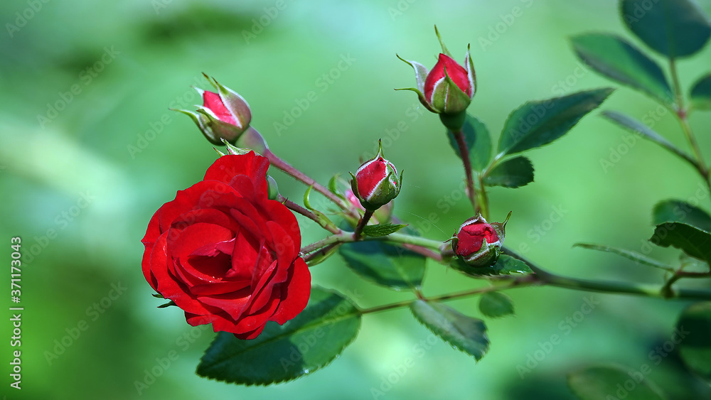 Roses close up Roses close up