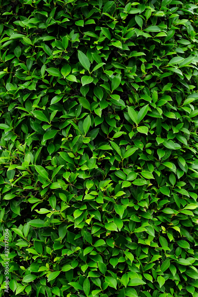 green leaves bush of wall green leaves bush of wall