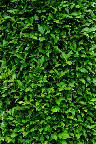 green leaves bush of wall